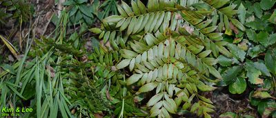 Osmunda japonica, photographed by Kim, Hyun-tae