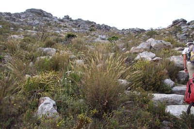 Pentameris macrocalycina, photographed by Tony Rebelo