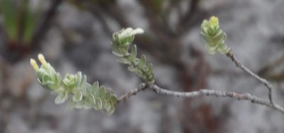 Gnidia imbricata, photographed by Tony Rebelo