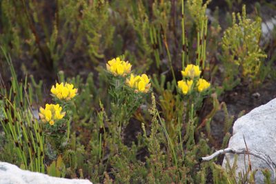 Aspalathus aspalathoides, photographed by Tony Rebelo