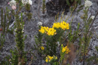 Aspalathus aspalathoides, photographed by Tony Rebelo