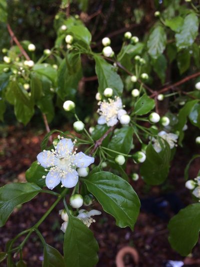 Campomanesia lineatifolia, photographed by B. Phalan