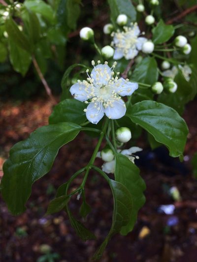Campomanesia lineatifolia, photographed by B. Phalan
