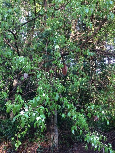 Campomanesia lineatifolia, photographed by B. Phalan
