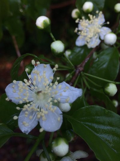 Campomanesia lineatifolia, photographed by B. Phalan