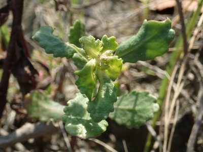 Pluchea pteropoda, photographed by 葉子