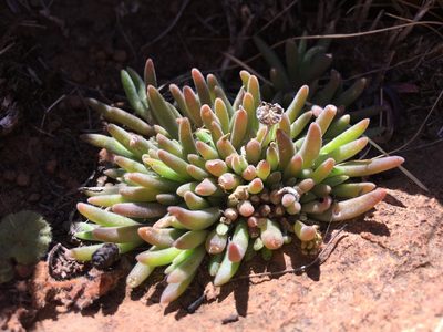 Delosperma lootsbergense, photographed by Rebecca Ryen-Stols