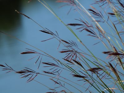Bothriochloa glabra, photographed by 葉子