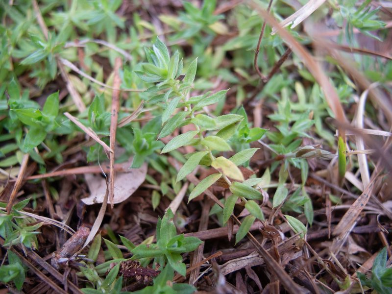 Chevreulia acuminata, photographed by Curtis Hansen