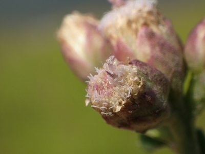 Pluchea pteropoda, photographed by 葉子