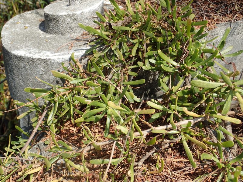 Scaevola hainanensis, photographed by 葉子