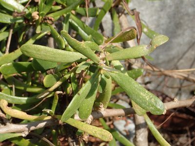 Scaevola hainanensis, photographed by 葉子