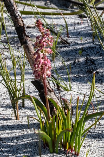 Lachenalia montana, photographed by magriet b