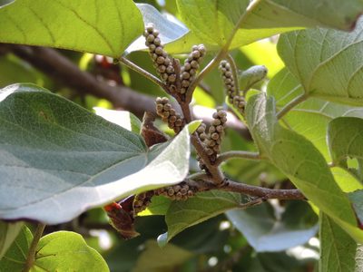 Croton lindquistii, photographed by Francisco Farriols Sarabia