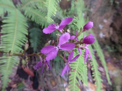 Stylidium productum, photographed by Geoff Shuetrim
