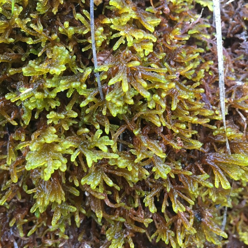 Scorpidium cossonii, photographed by Bianca S.