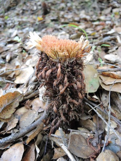 Orobanche vallicola, photographed by Julie Mount