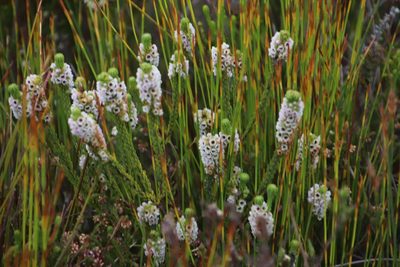 Erica pyxidiflora, photographed by Tony Rebelo