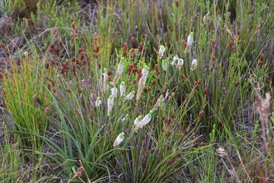 Erica pyxidiflora, photographed by Tony Rebelo