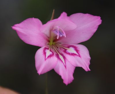 Gladiolus ornatus, photographed by Tony Rebelo