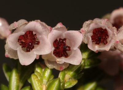 Erica brevifolia, photographed by Brian du Preez