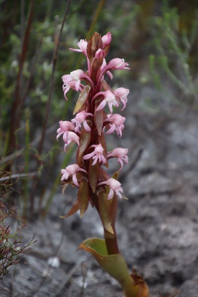 Satyrium candidum, photographed by Tony Rebelo