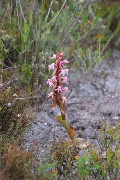 Satyrium candidum, photographed by Tony Rebelo