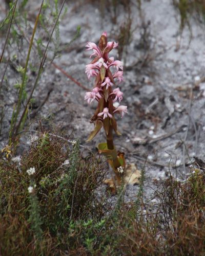 Satyrium candidum, photographed by Tony Rebelo