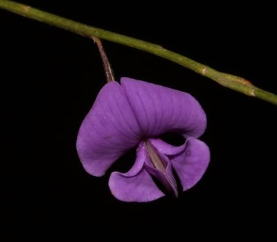 Amphithalea biovulata, photographed by Brian du Preez