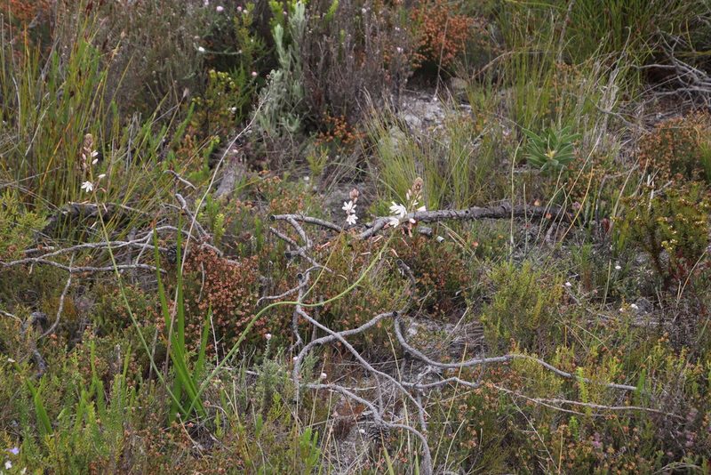 Trachyandra hirsuta, photographed by Tony Rebelo