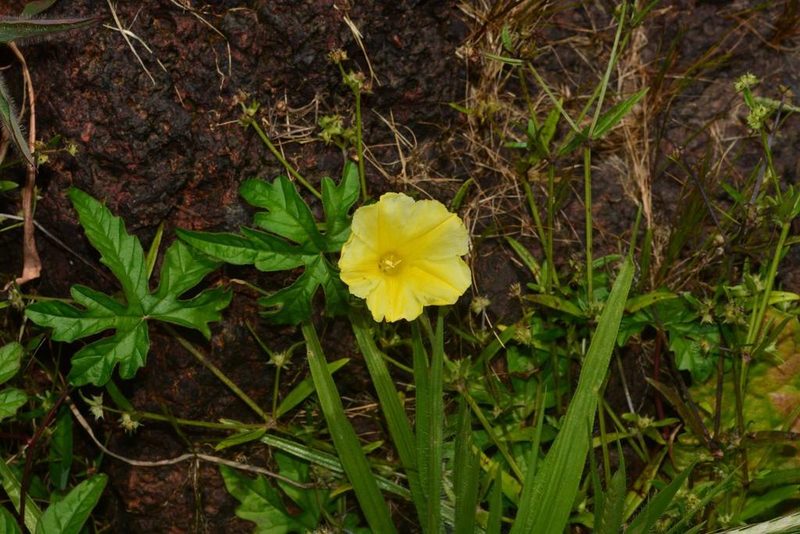 Distimake rhyncorhiza, photographed by S.MORE