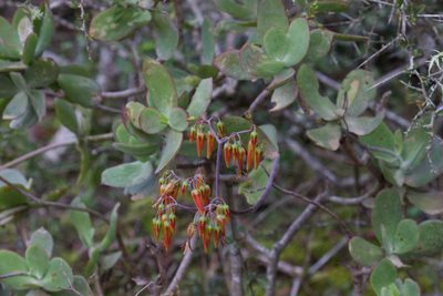 Cotyledon velutina, photographed by nevwright