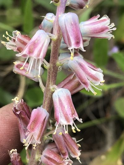 Lachenalia youngii, photographed by Dave U