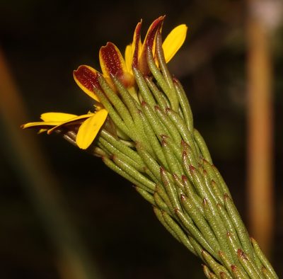 Ursinia quinquepartita, photographed by Brian du Preez