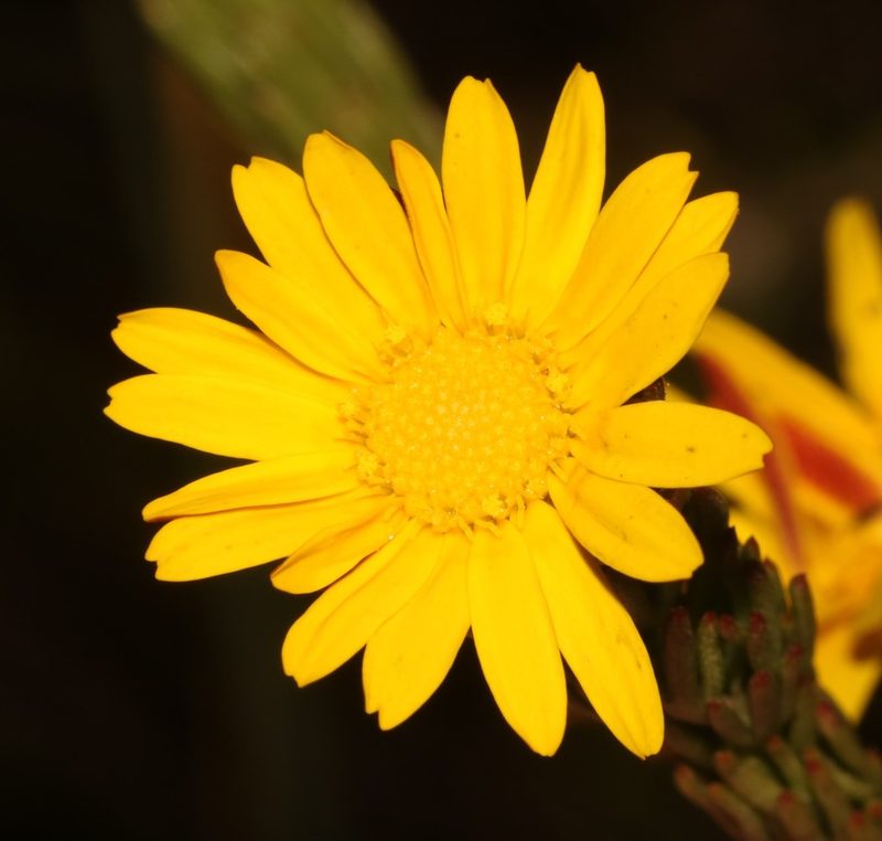 Ursinia quinquepartita, photographed by Brian du Preez