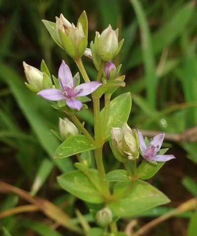 Lomatogonium minus, photographed by S.MORE