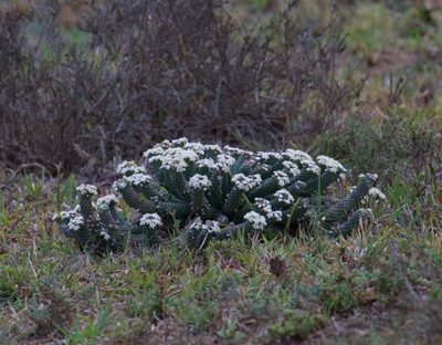 Euphorbia inermis, photographed by nevwright