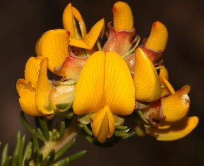 Aspalathus excelsa, photographed by Brian du Preez