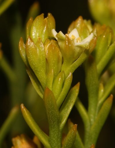 Thesium quinqueflorum, photographed by Brian du Preez