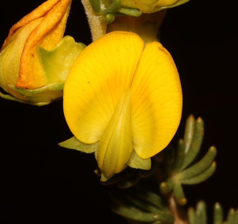 Aspalathus citrina, photographed by Brian du Preez
