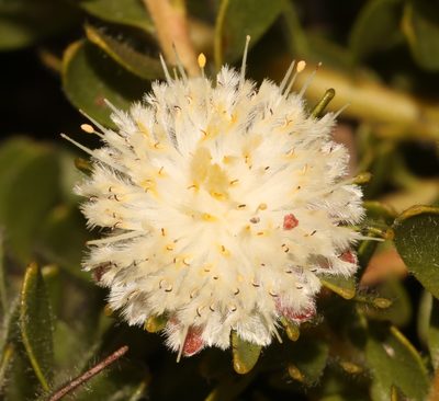 Diastella fraterna, photographed by Brian du Preez