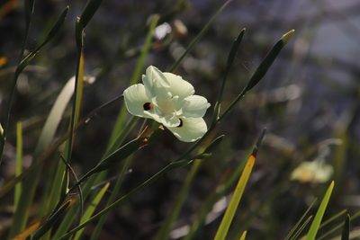 Dietes bicolor, photographed by Tony Rebelo