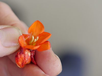 Tritonia crocata, photographed by Bruce Calvert