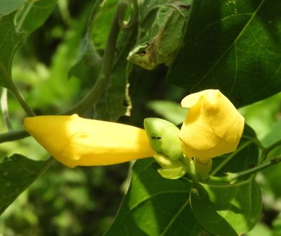 Adenocalymma inundatum, photographed by Francisco Farriols Sarabia