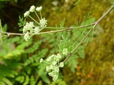 Athamanta sicula, photographed by Guillermo Debandi