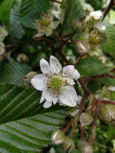 Rubus adenotrichos, photographed by sandy-espinozaf