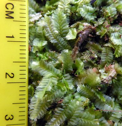 Heteroscyphus allodontus, photographed by Peter de Lange