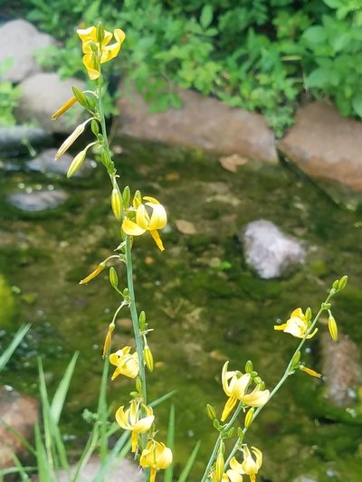 Echeandia texensis, photographed by johnyochum