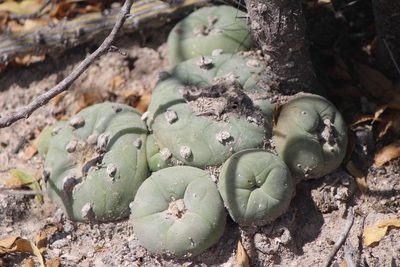 Lophophora diffusa, photographed by José Belem Hernández Díaz