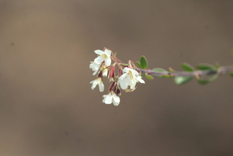Machaonia coulteri, photographed by José Belem Hernández Díaz